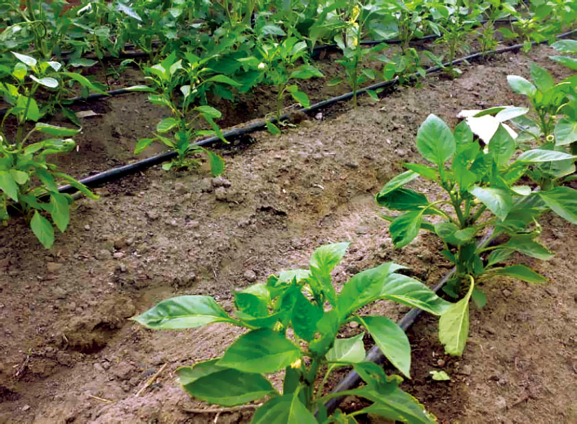 Agriculture PE Drip Hose 16mm Greenhouse Drip Irrigation Tape