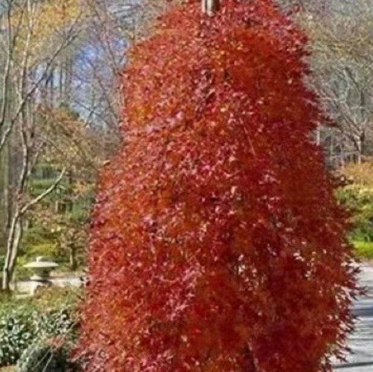 Hot Sale Multi-Color Maple Weeping Branch Acer Palmatum Tree Seedling for Growing