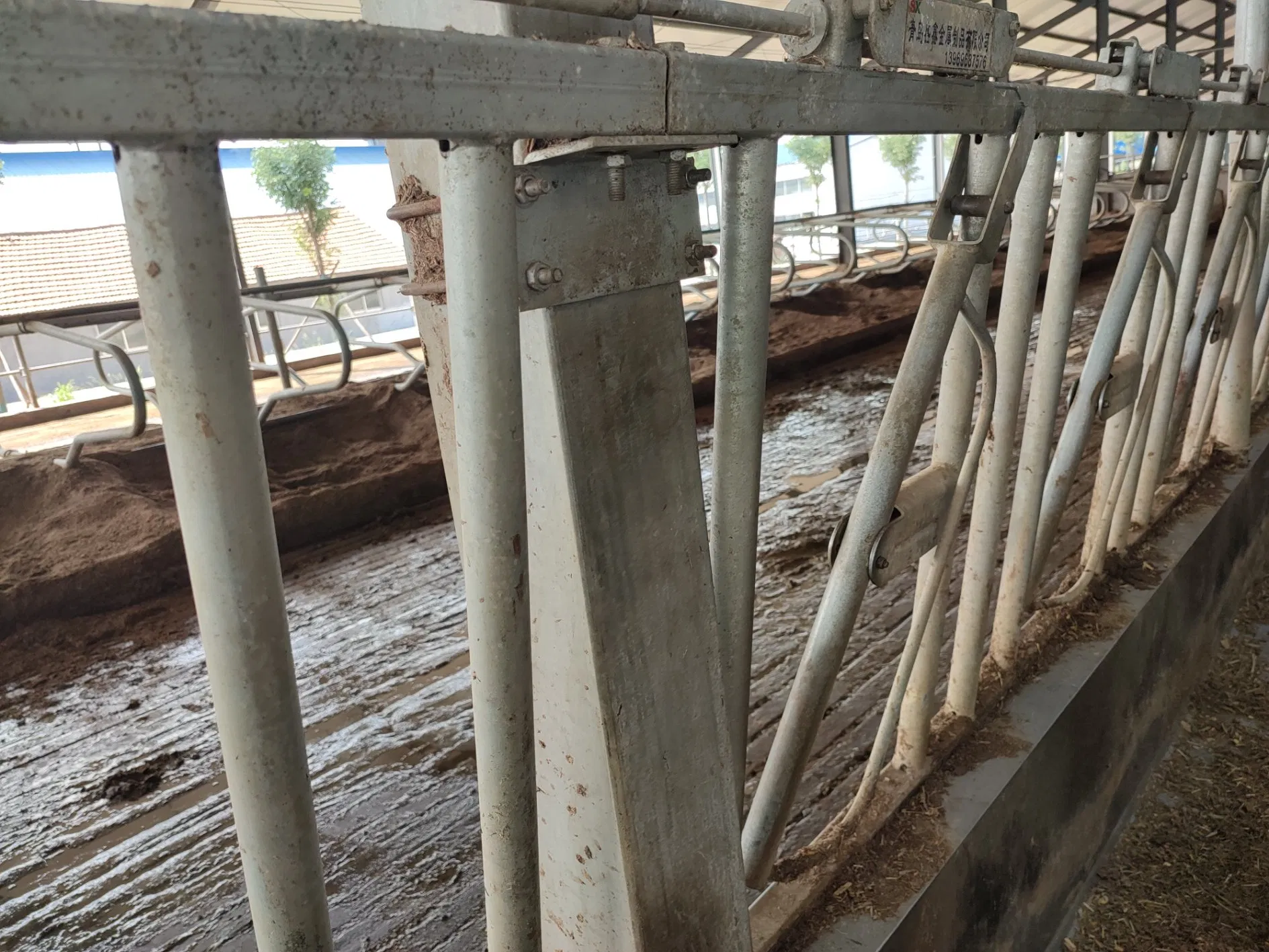 Cow Pregnant Shed Fattening Farm Calves Heifer Bulls Shed