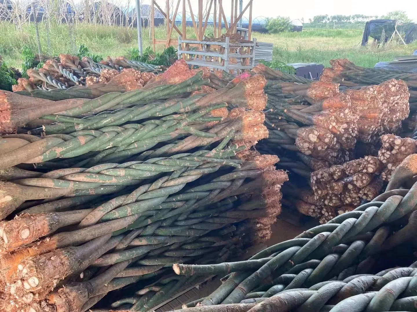 Chinese Money Tree Pachira Spp. for Home Decoration Outdoor Bonsai