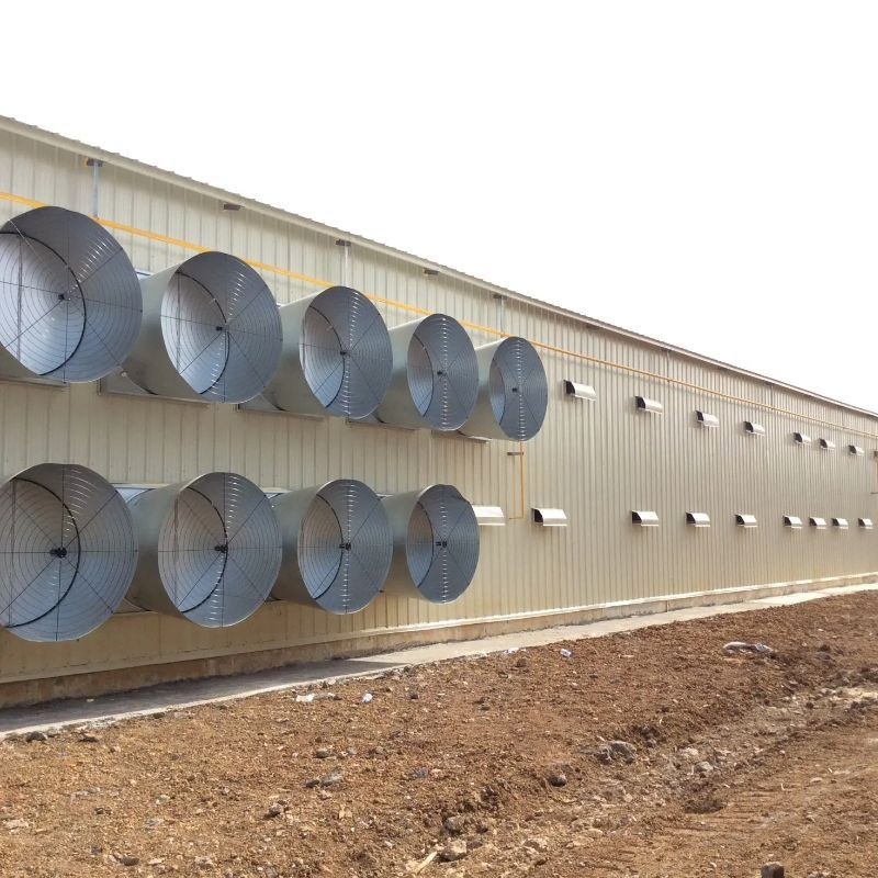Well Ventilated Poultry Farm Chicken House