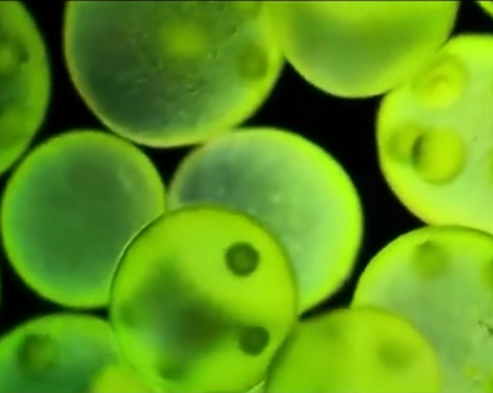 Chlorella Vulgaris Extract Powder Repairing Damaged / Repairing Damaged