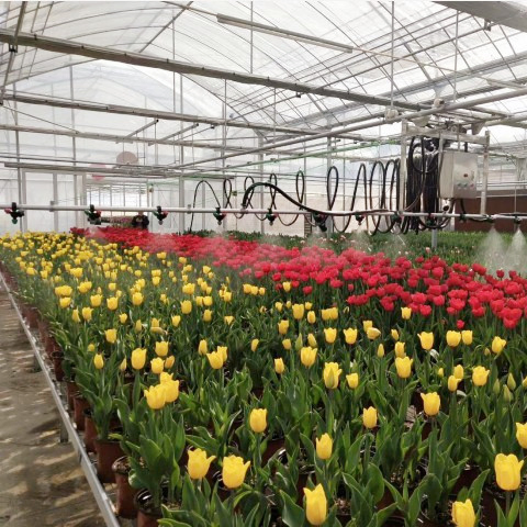 Greenhouse Specially Used Self-Propelled Sprinkler for Seed Breeding/Flowers Cultivation