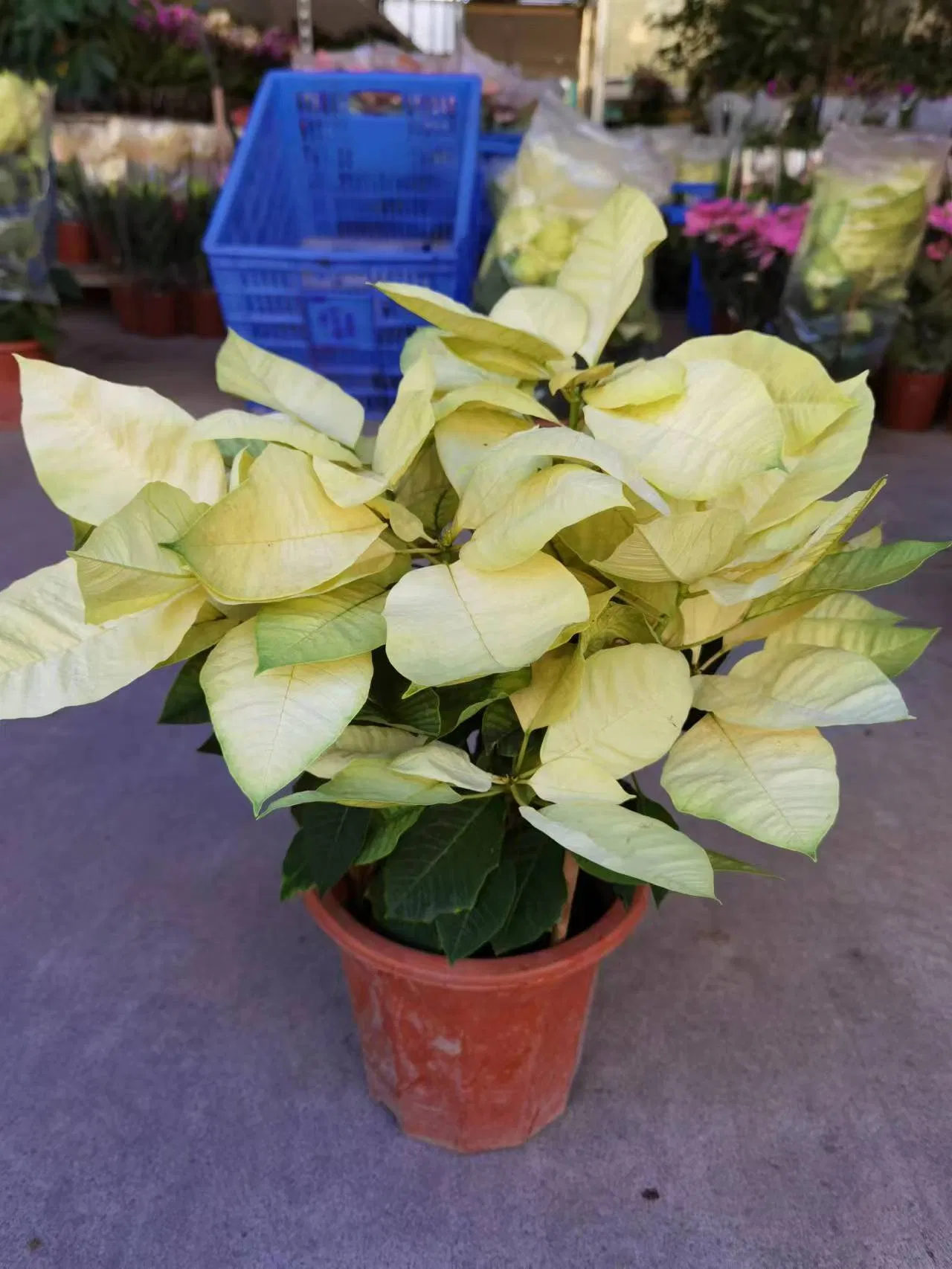 Low Price Kalanchoe Flowers Poinsettia Plant Potted Bonsai for Home Decoration Christmas Gift on Wholesale