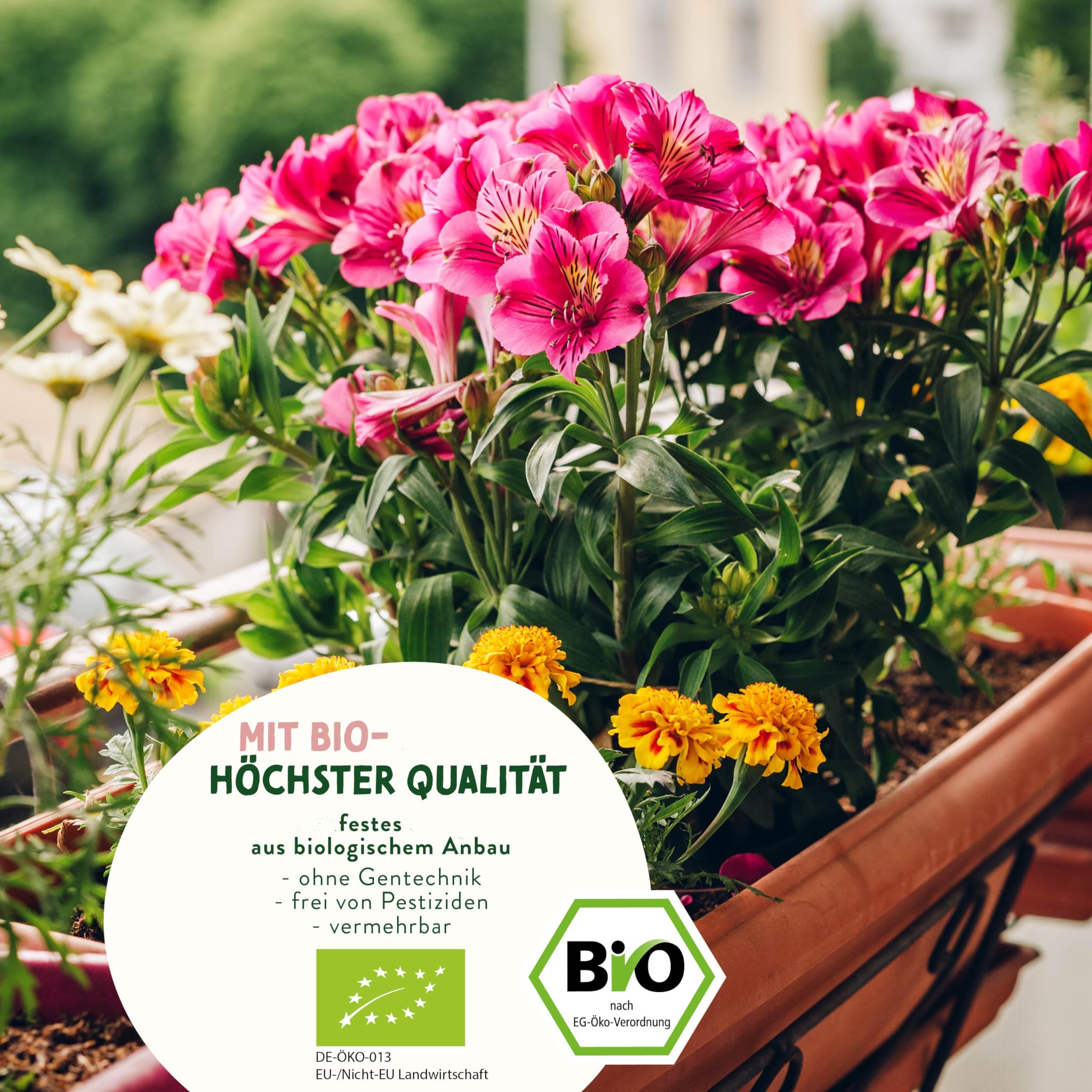 Набор для выращивания цветов домашний