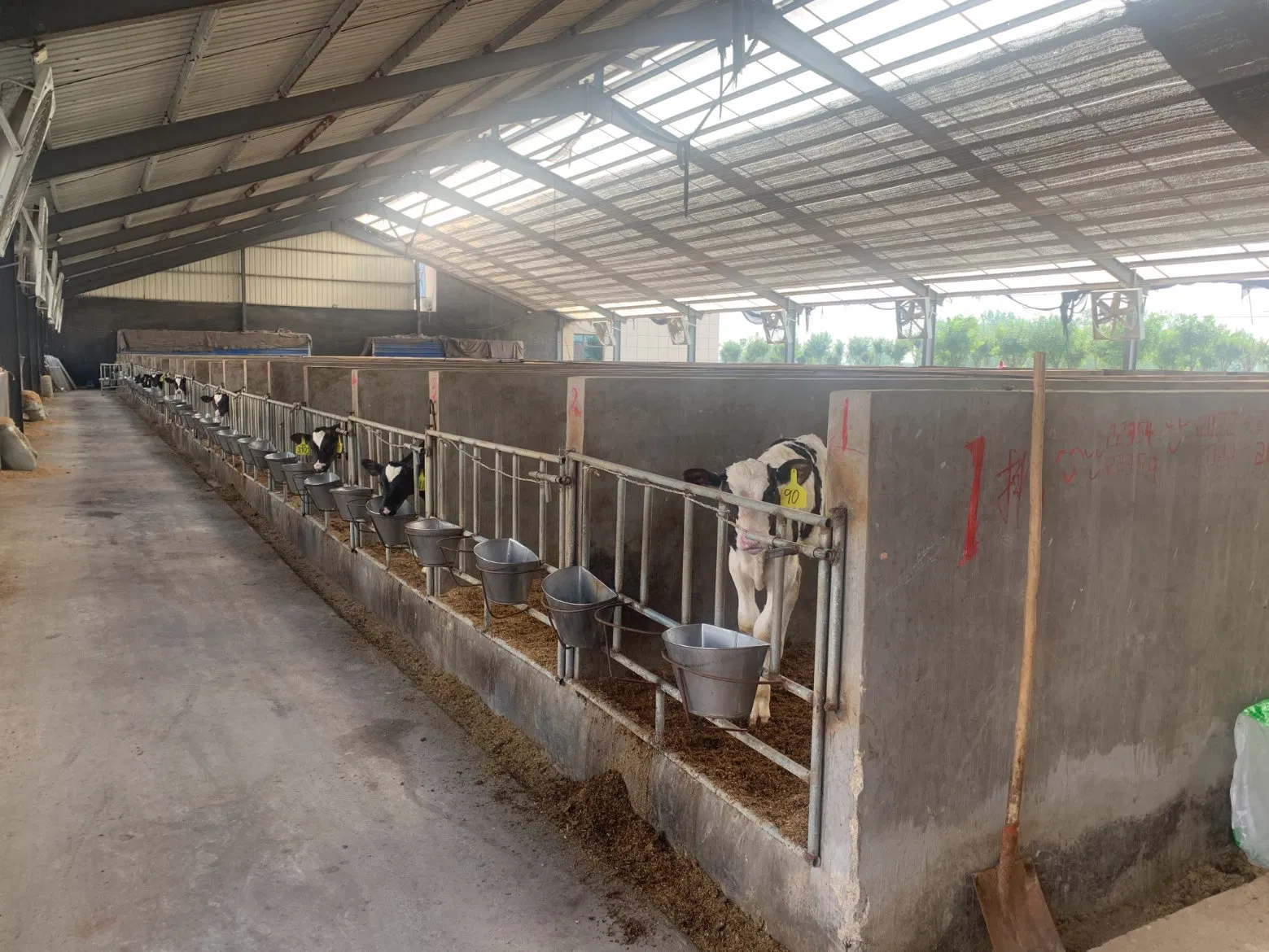 Cow Pregnant Shed Fattening Farm Calves Heifer Bulls Shed