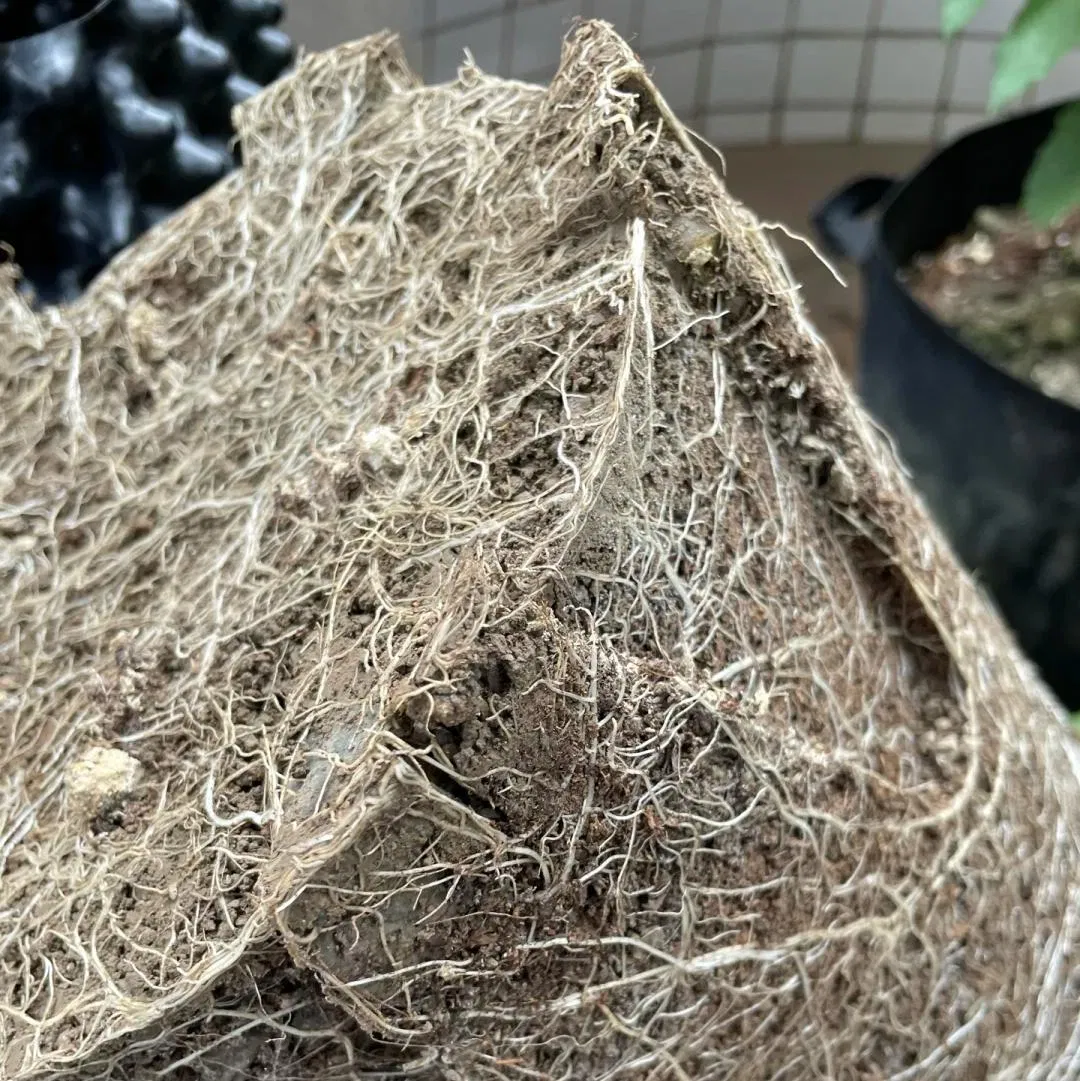 Air Pruning Pots Fast Root Growing Container for Bonsai Hydroponic Nursery Outdoor