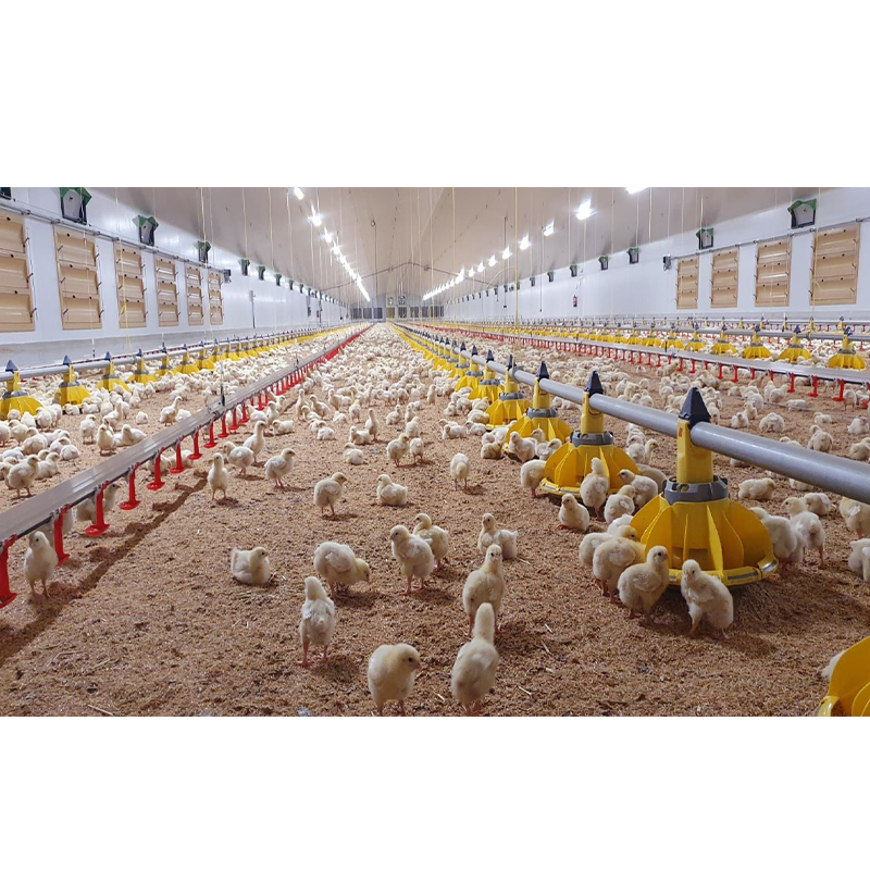 Prefabricated Quick Install Light Metal Frame Structure Design Automatic Construction Chicken Coop Broilers Layers House Poultry Farm Shed
