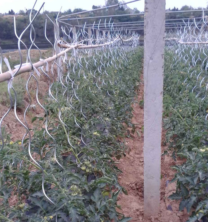 Vegetable Using Spiral Wire Tomato Support