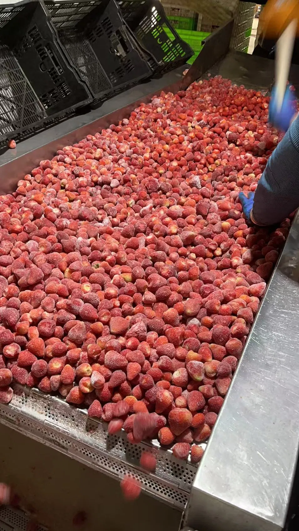 Wholesale Frozen Fruit IQF Fruit Frozen Strawberry