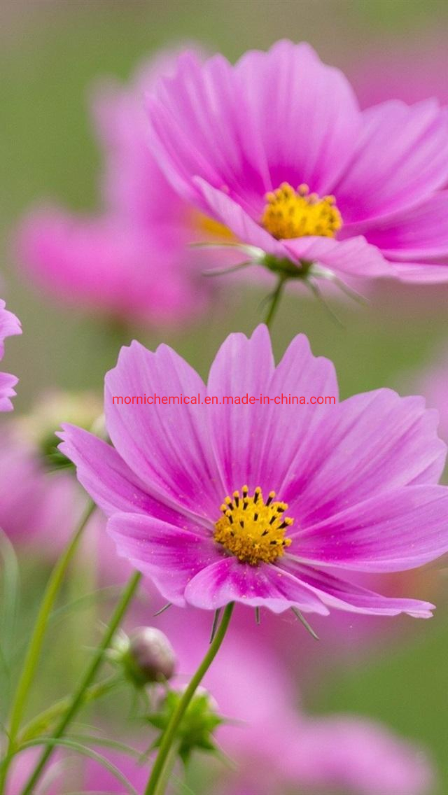 Coreopsis Seeds Pot Flower for Planting