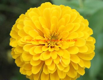 Flower Zinnia Seeds for Garden Planting