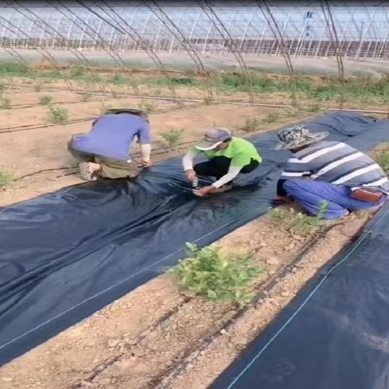 Durable Non-Woven Geotextile Weed Control Mat for Agriculture