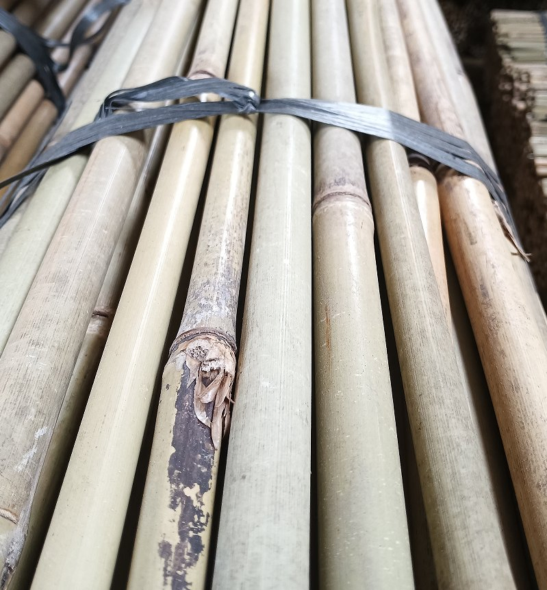 Bamboo Cane Also Called Arundinaria Amabilis Mccl