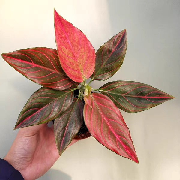 Live Plants Aglaonema Red Vein