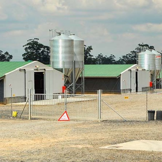 China Factory Manufacturing Steel Structure Poultry Houses for Poultry Farm