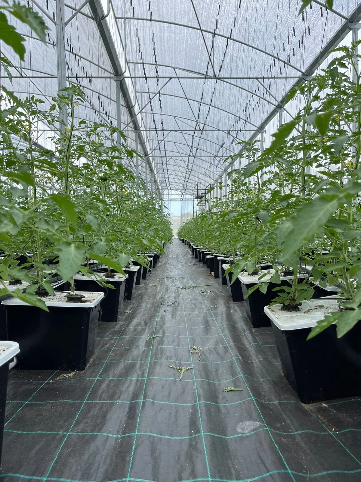 Auto Irrigating Hydroponic Dutch Bucket for Tomato Cucumber