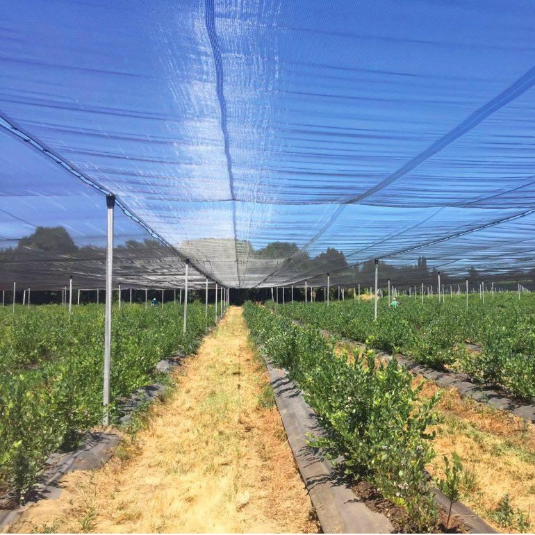 Защитная сетка от града для сада и яблок HDPE