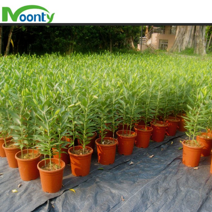 Factory Price Ground Cover Weed Mat Fabric Greenhouse Farm Ground Cloth