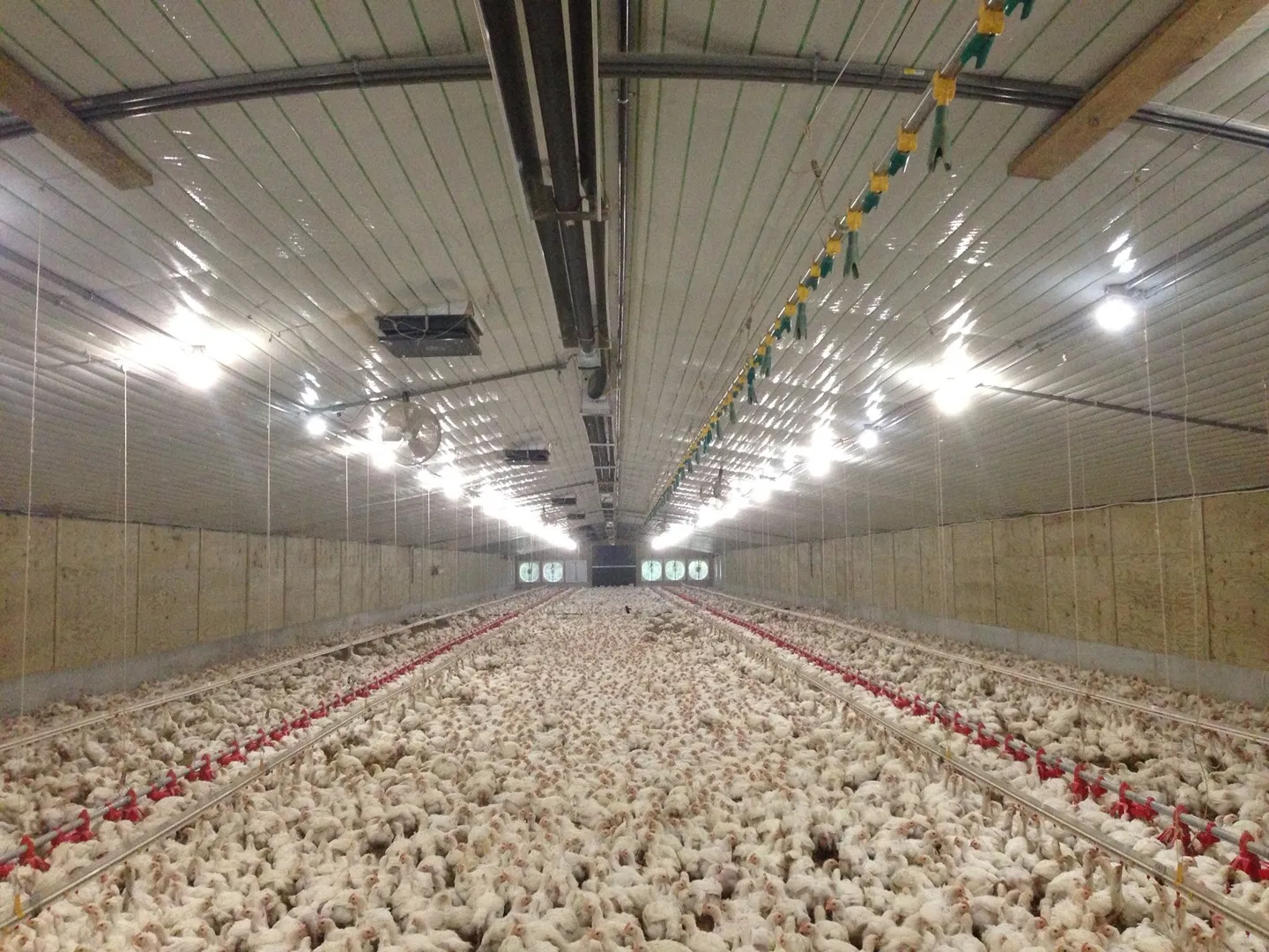 Prefabricated Structural Steel Customized Shed Metal Construction Poultry House