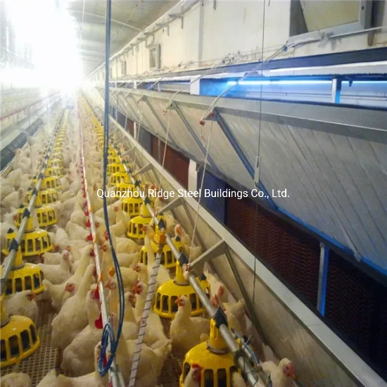 Low Cost Steel Frame Poultry Farm Design Shed Structure Building for Chicken Duck House