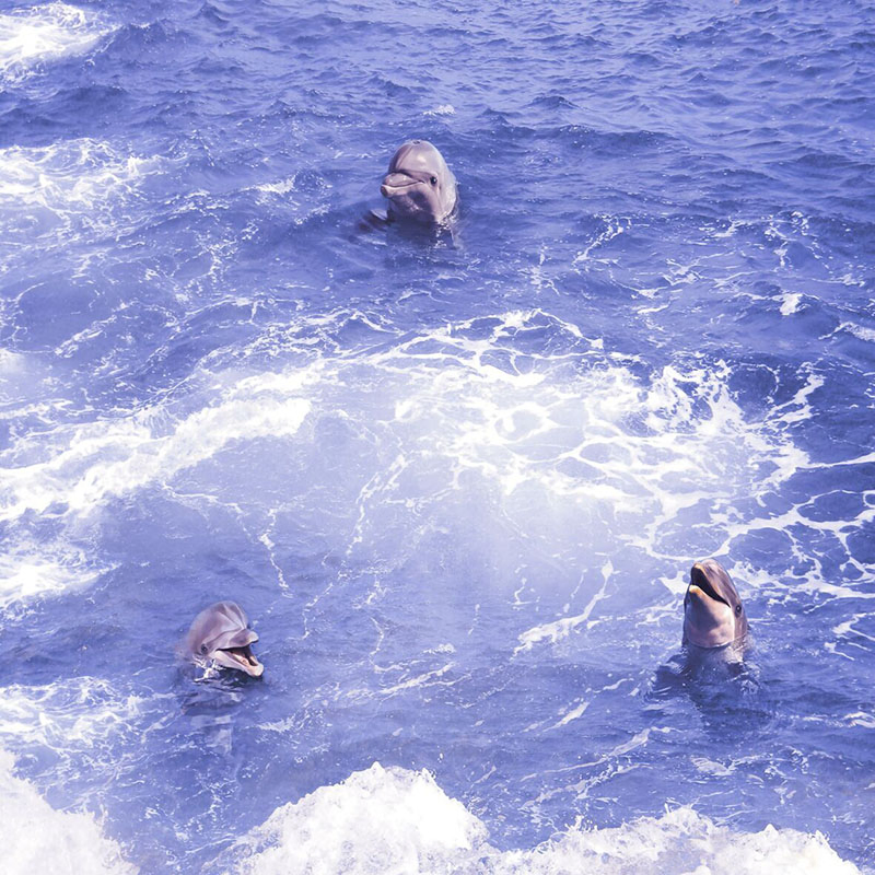 Foshan High Quality Competitive Price 3D Porceline Wall Tile