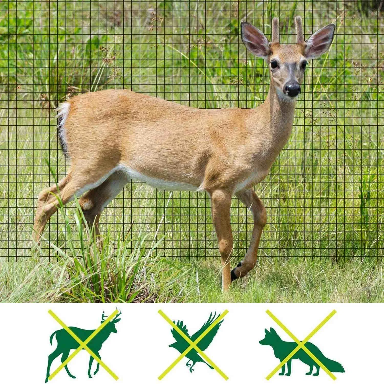 Plastic Deer Fence for Protecting (R-WLW)