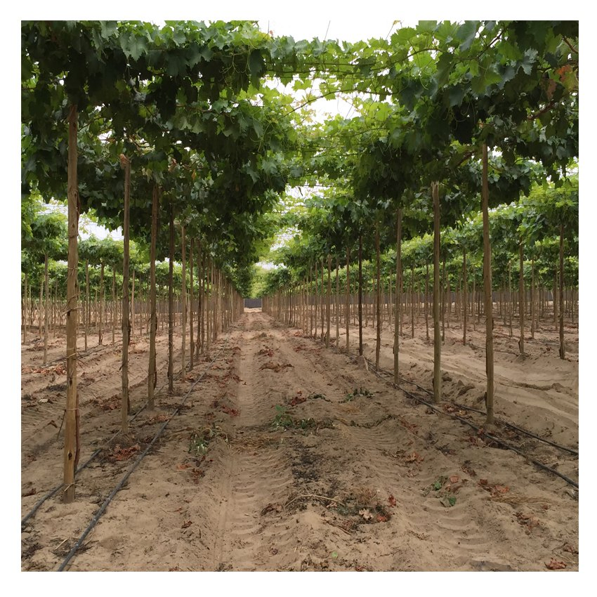 Hot Dipped Galvanized Steel Y Shape Grape Plant Pole Open Gable Vineyard Trellis Post System Metal Orchard Stake Pillars with Rustproof Coating