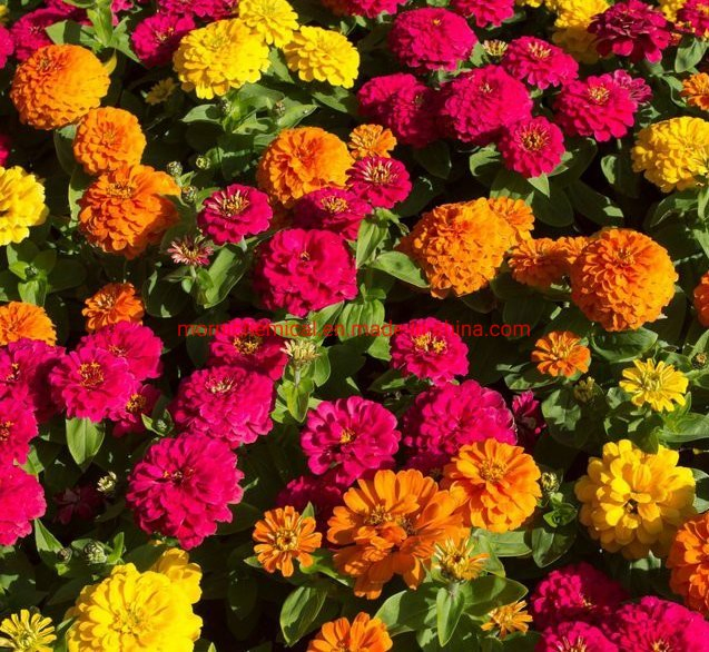 Flower Zinnia Seeds for Garden Planting