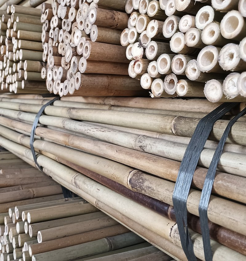 Tonkin Bamboo Is The Strongest Species of Bamboo