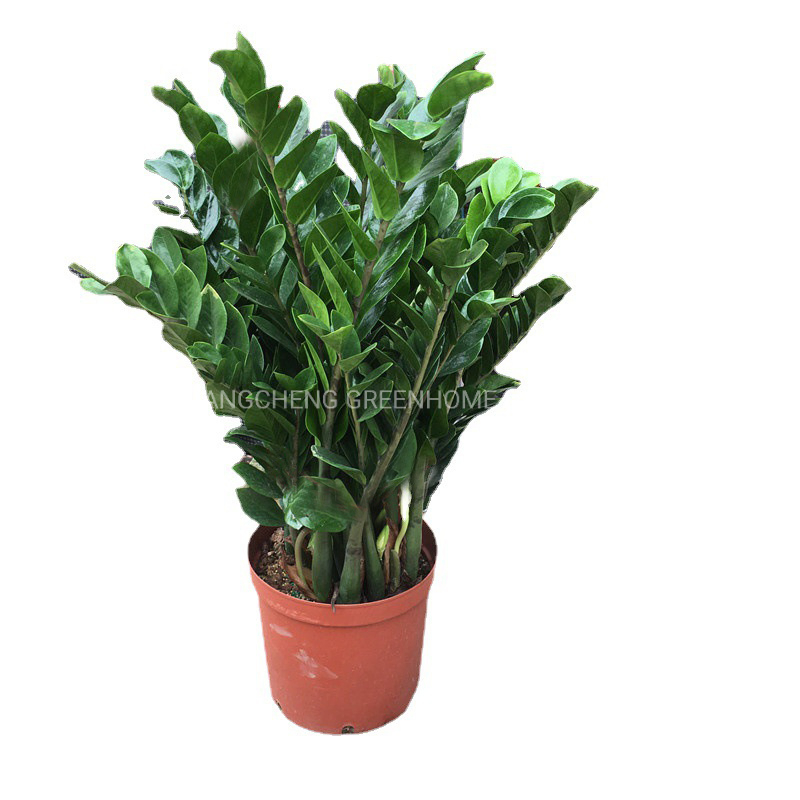 Beautiful Zz Plant Zamioculcas Zamiifolia Green Live Plant
