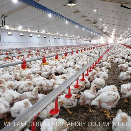Poultry Chicken Farm Equipment with Automatic Feeding System