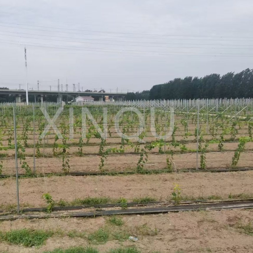 Galvanized Metal Vine Plants Vineyard Grape Trellis Post /Stake