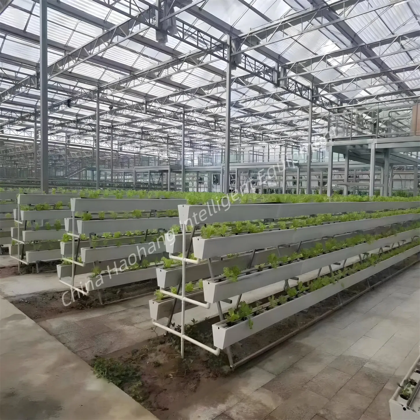 Cheap Tomato Vegetable Greenhouse