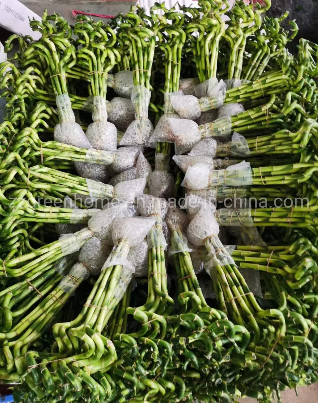 Fresh Cut Spiral Lucky Bamboo
