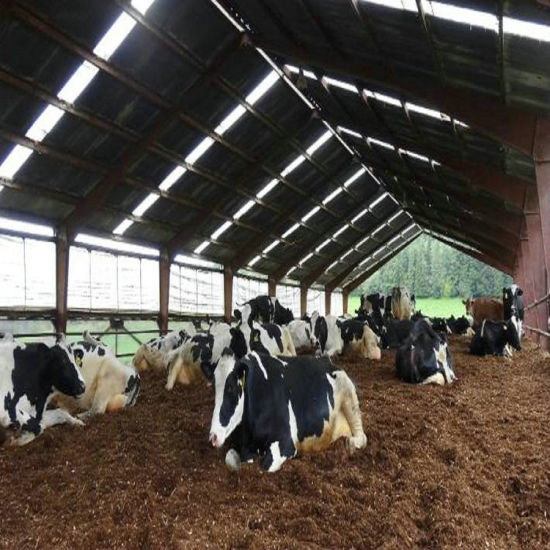 Light Steel Structure Domestic Animal House Prefabricated Poultry House Shed