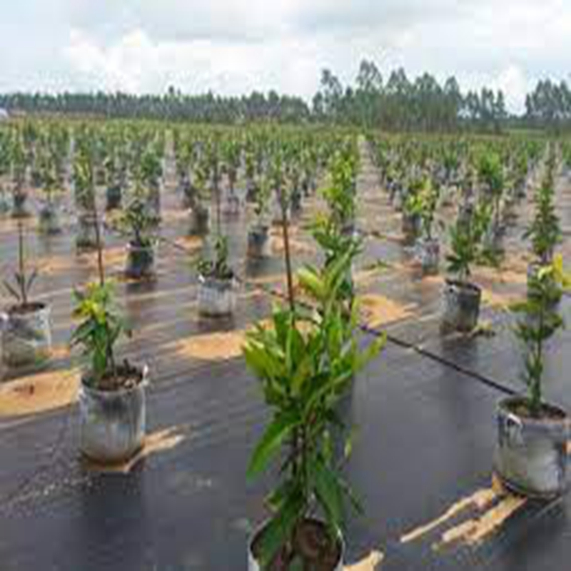 Eco-Friendly Weed Control Mat for Organic Gardening Success