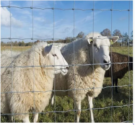 Deer Fence Livestock Fixed Fence Cattle Horse Sheep Field Fence