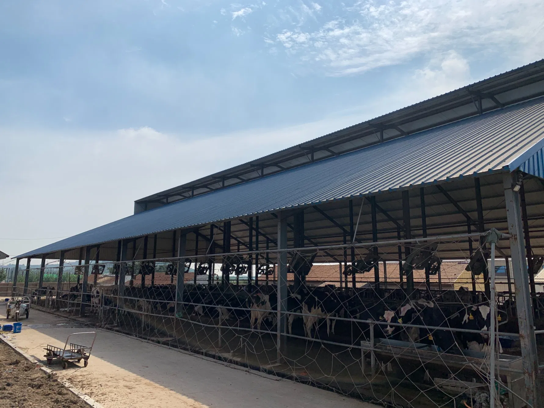 Cow Pregnant Shed Fattening Farm Calves Heifer Bulls Shed