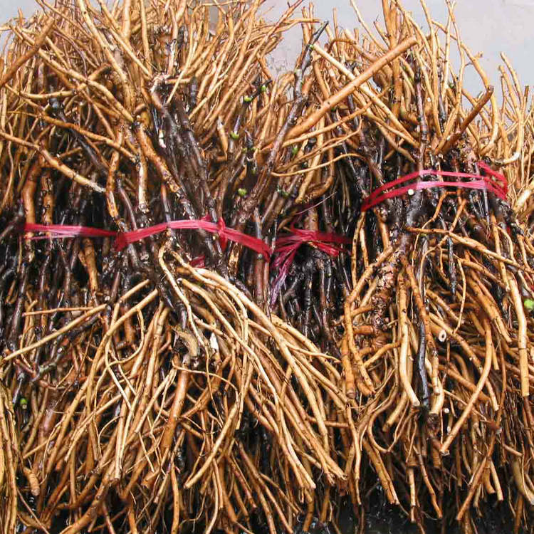 Hot Sell Different Size Yellow Color Big Flower Chinese Tree Peony Jin Huang