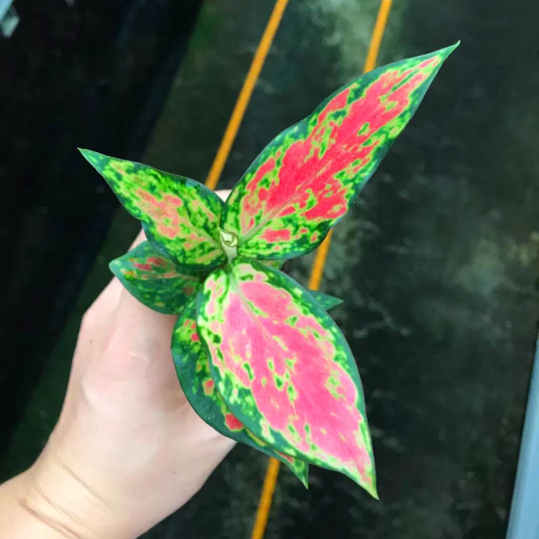 Red Angle Aglaonema Tray Seedling Indoor Plants Flower Gardening Plant Tissue Culture