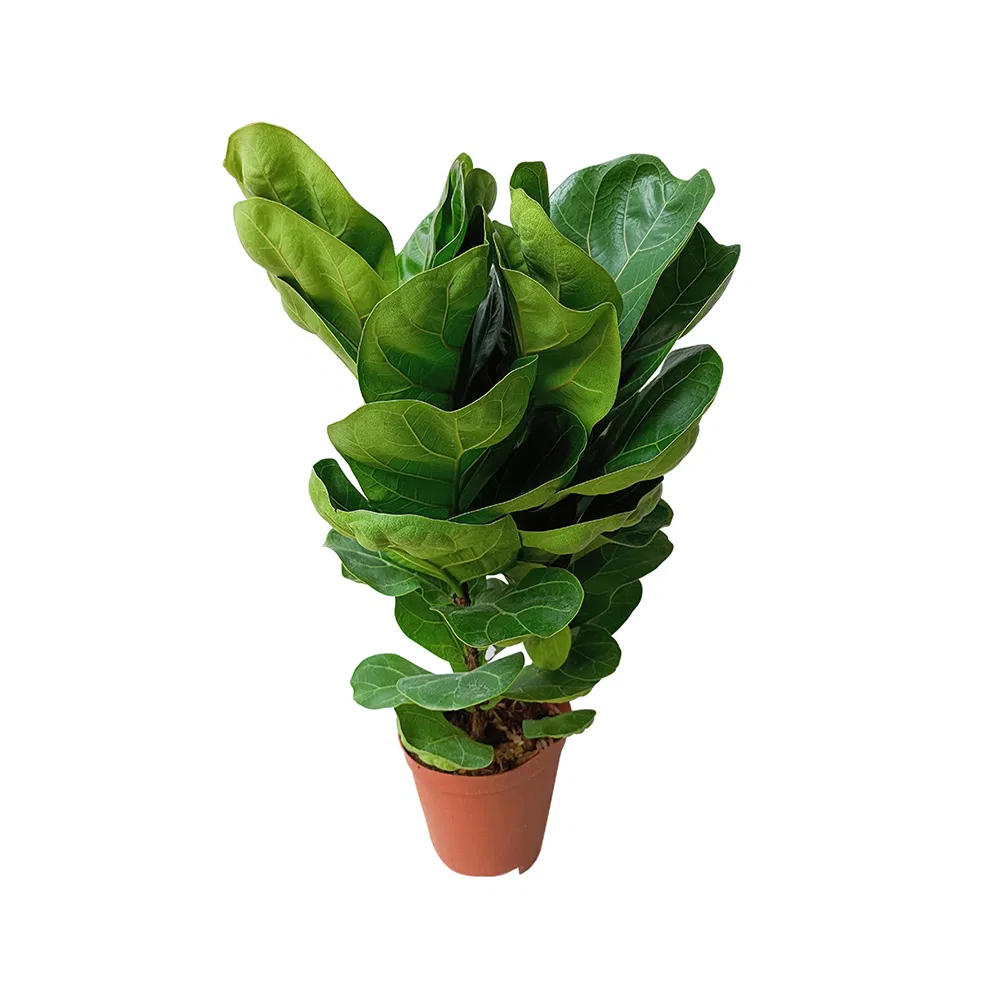 Real Plants Ficus Bambino Plants of High Quality Indoor Ornament Nursery