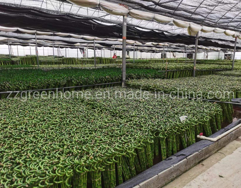 Fresh Cut Spiral Lucky Bamboo