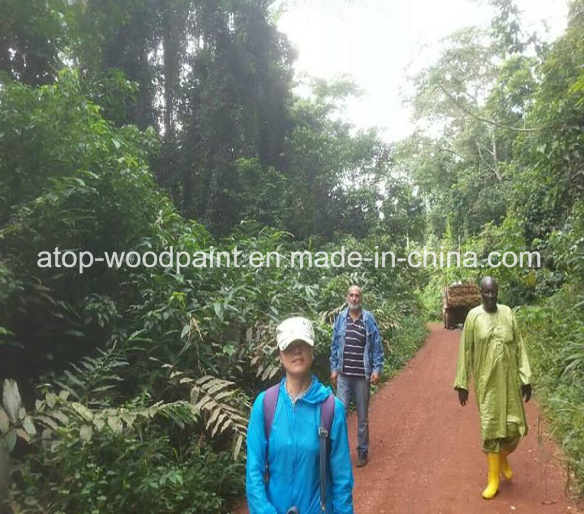 Best Quality Okoume Veneer for Plywood 4*8 Size