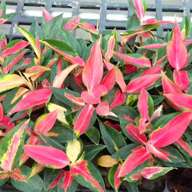 Aglaonema Red Star Live Plants Garden Ornamental Indoor Plants Seedling