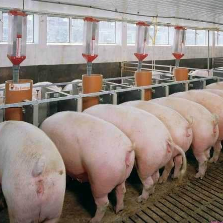 Chinese Modern, Easy to Install, Low Cost, Robust, and Durable Pig Farm