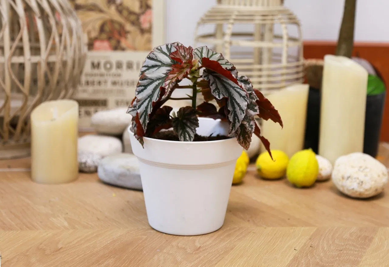 Круглые горшки для цветов из прочного пластика