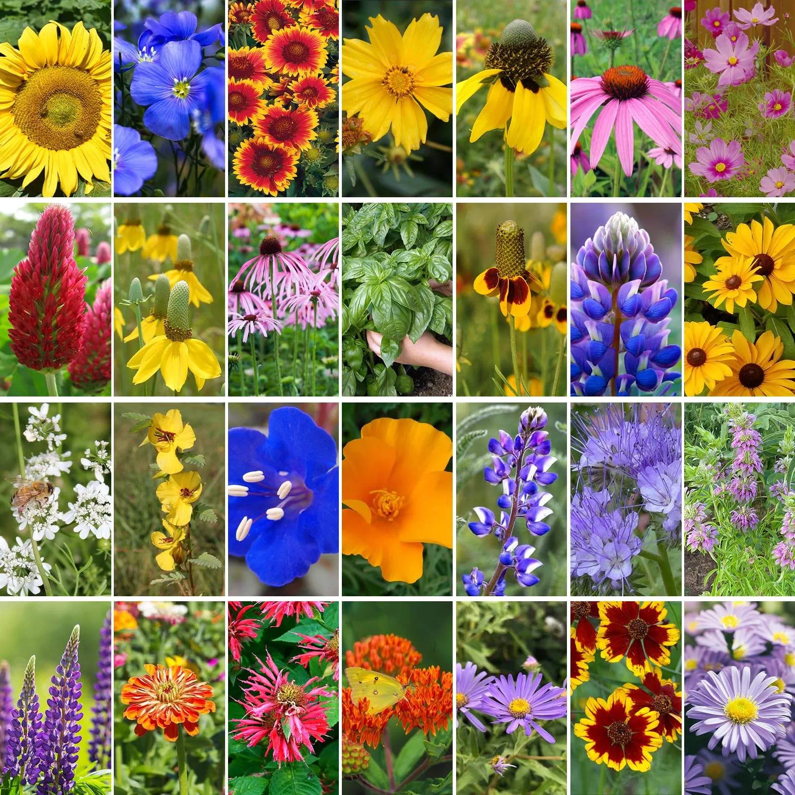Wild Flower Garden Seed Mix Packet Kit