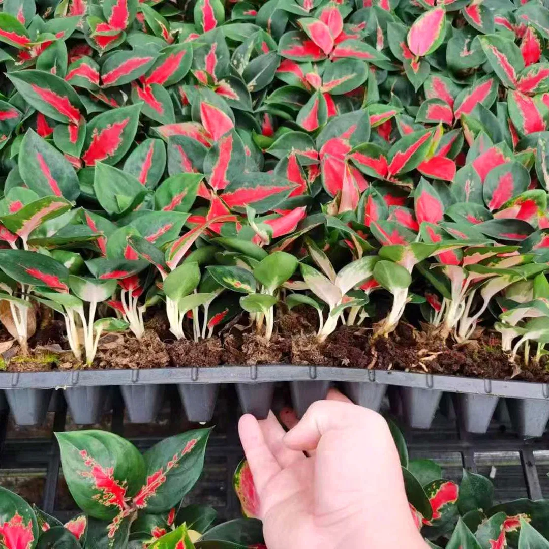 Suksom Thailand Red Aglaonema Plug Seedling Young Plant Aglaonema Tissue Culture