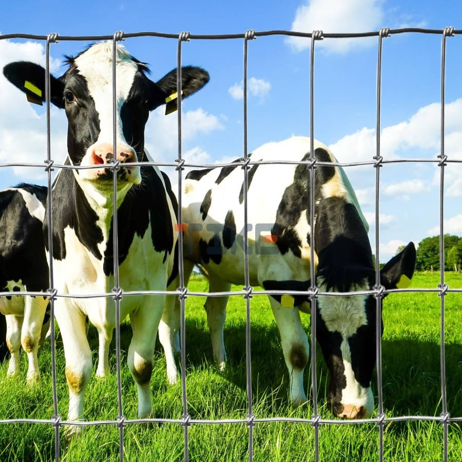 2X4 Square Deal Non-Climb Horse Fence